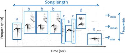 Estimating heritability of song considering within-individual variance in a wild songbird: The collared flycatcher